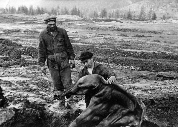 Мамонтенок Дима был найден в вечной мерзлоте на Колыме