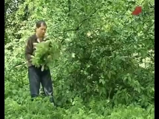 Все, что нужно знать о вениках для бани